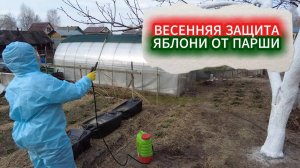 ПАРША ЯБЛОНИ - ЧЕМ ОБРАБОТАТЬ ЯБЛОНИ ОТ ПАРШИ ВЕСНОЙ. ПРОСТОЕ СРЕДСТВО ОТ ПАРШИ ПЛОДОВ