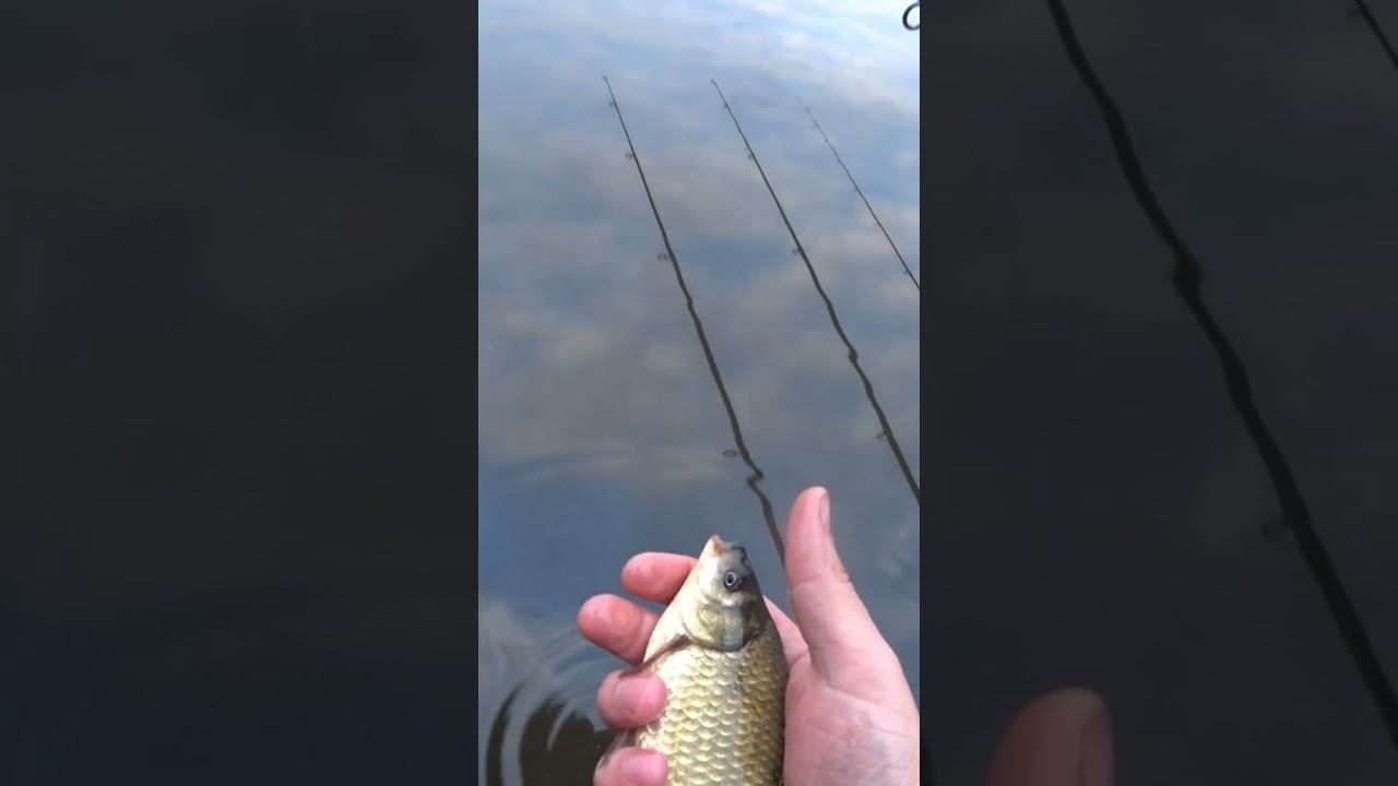 Что скажете? #рыбалка #fishing #карась #shorts смотреть онлайн