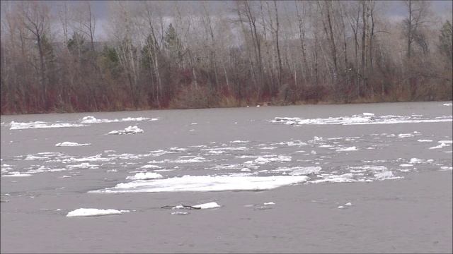 Река Чулым в районе большого моста, трасса Р255 Сибирь.Лед тронулся. 05.04.25г. Автор Елена Цыганова смотреть онлайн