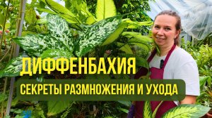Диффенбахия: секреты размножения и ухода