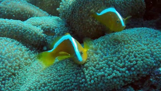 One dive in Panglao смотреть онлайн