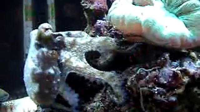 Octopus 4 смотреть онлайн