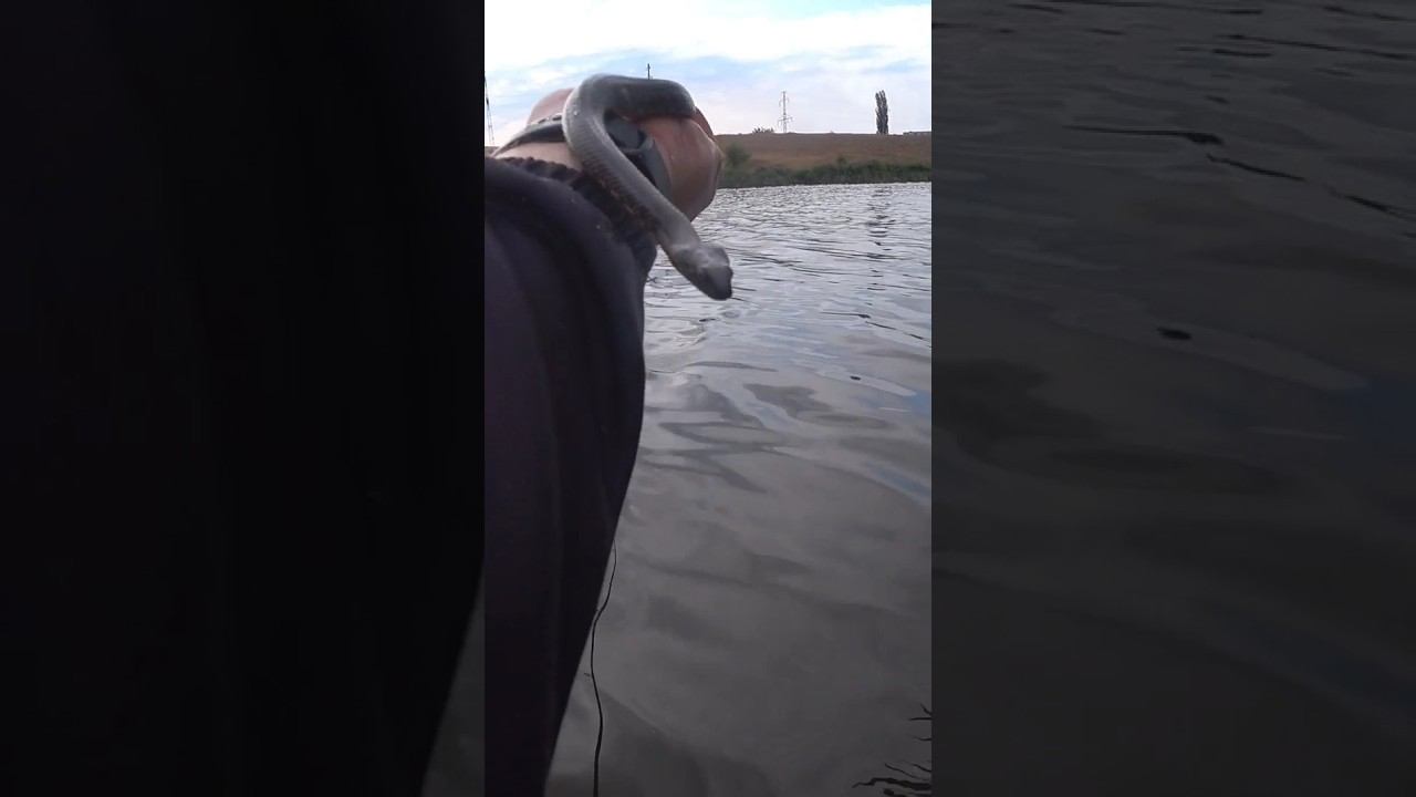 Гадюка или водяной уж? #рыбалка #уж #змея #shorts смотреть онлайн