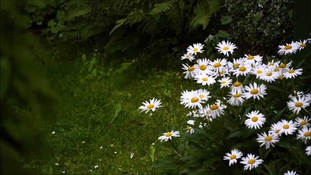 2 Hours of Relaxing Light Rain Sound and Daisies - HD - 2023 смотреть онлайн