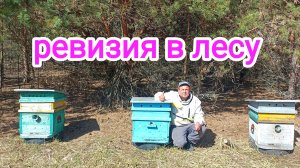 Проверка пчёл в лесу! Пчеловодство!