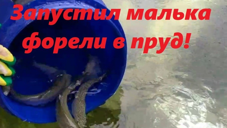 Запустил малька форели в пруд на участке! смотреть онлайн