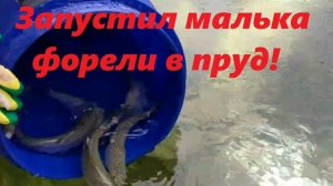 Запустил малька форели в пруд на участке!