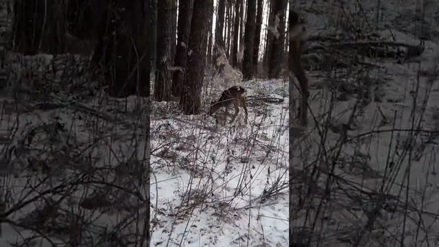 У меня в мини лесу обитают козлы смотреть онлайн