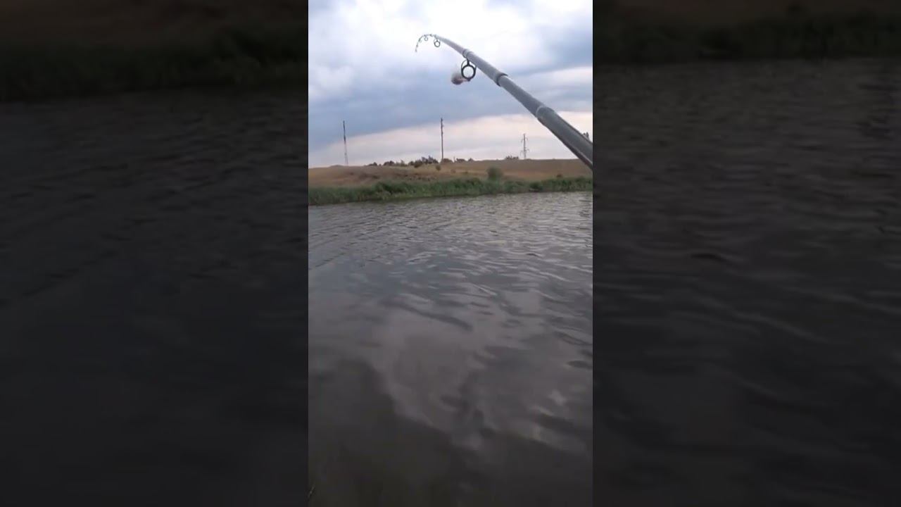 Поклёвка на донку #карась #рыбалка #fishing #shorts смотреть онлайн