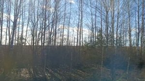 Екатеринские березки