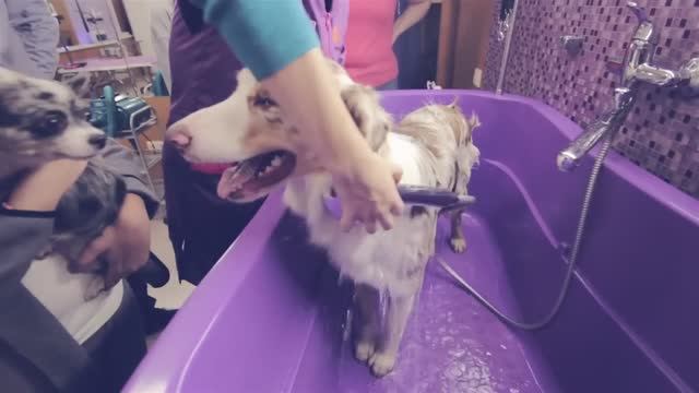 День груминга: как наши собаки превращаются в звезд ✂️✨ смотреть онлайн