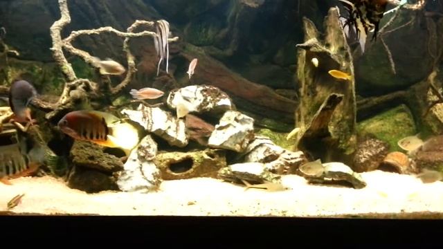 Akvarium смотреть онлайн