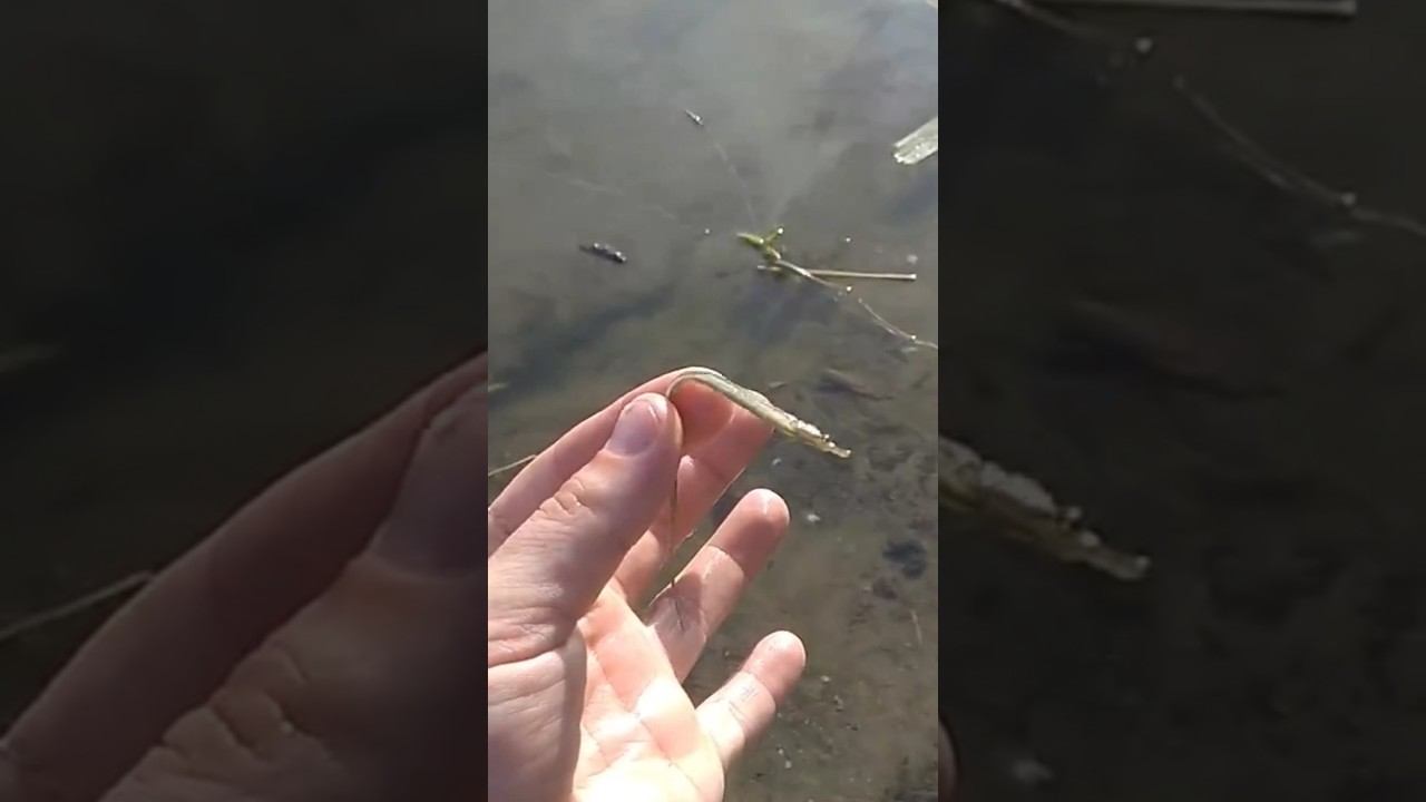 А вам встречалась такая рыба? #рыбалка #fishing смотреть онлайн