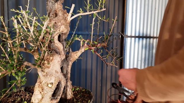 Bonsai, setting structure on big old olive, Aussie Bonsai Bloke смотреть онлайн