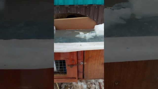 роддом для крольчих готов. новоселье🐇🐇🐇