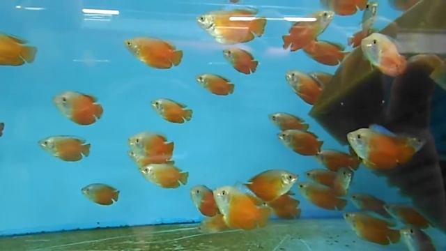 Colisa lalia blood red смотреть онлайн