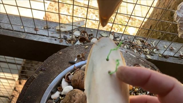 Содержание черных белок в вольере.Это странное слово....сепия смотреть онлайн