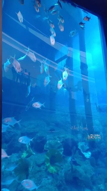 #shorts || #viral || #youtbeshorts смотреть онлайн