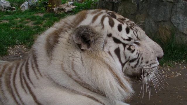 White Bengal tiger - Panthera tigris tigris - Beli bengalski tigar смотреть онлайн