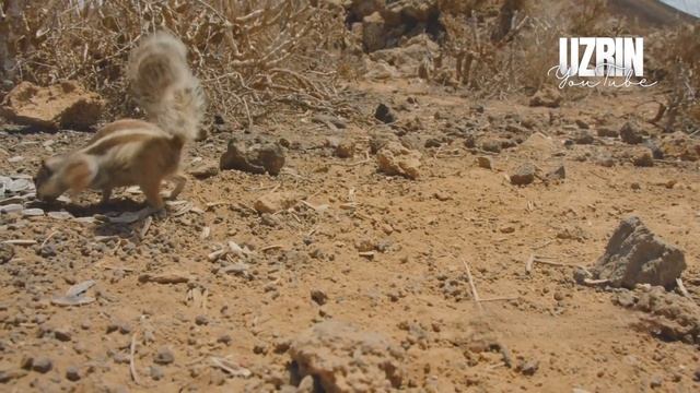 12 लाख खरगोश रेगिस्तान में छोड़ना, चीन के लिए बड़ी मुसीबत बन गया || China's Rabbit Problem смотреть онлайн