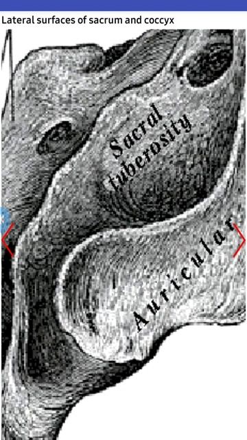 Lateral surfaces of Sacrum & Coccyx🔬🧫 #Anatomy #Skeleton #Physiology #Medicalscience смотреть онлайн