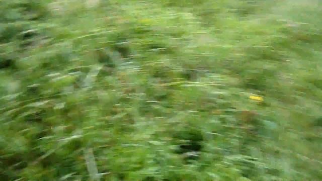 Збираємо чорницю у Карпатах смотреть онлайн