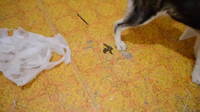 Типичный Хаски смотреть онлайн