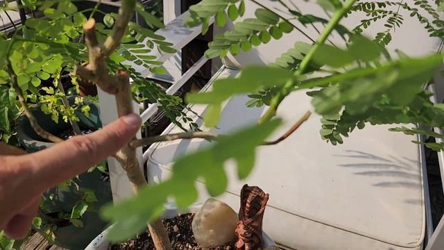 Delonix Regia Bonsai - Pruning - Flame Tree смотреть онлайн