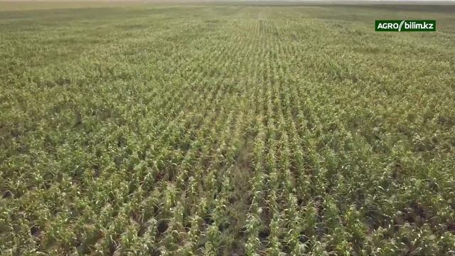 Отандық шикізаттан глютенсіз макарон өнімдерін алу смотреть онлайн