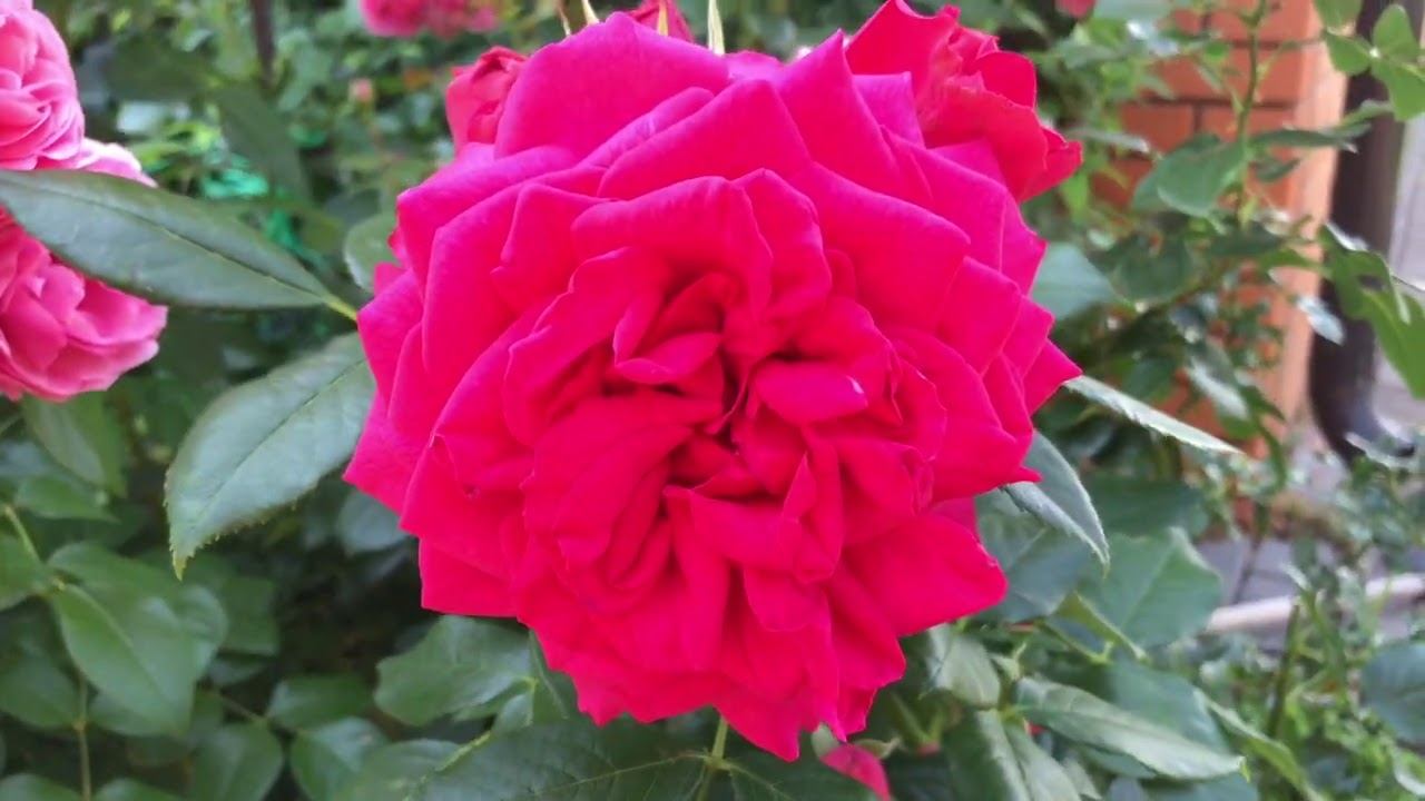 Розы. Обзор моего сада на конец июля. Часть первая. смотреть онлайн