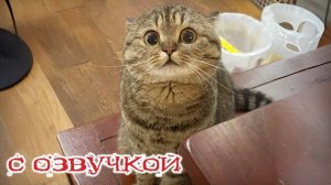 ПРИКОЛЫ С КОТАМИ🥓 С ОЗВУЧКОЙ🥓 СМЕШНЫЕ КОТЫ И КОШКИ🥓 Самые смешные животные 🥓Посмотри !До слез!