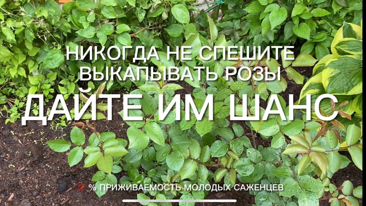 Розы. Никогда не спешите выкапывать розы . Дайте им шанс и результат удивит ..... смотреть онлайн