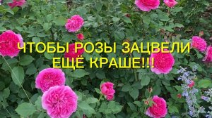 Розы обрезаны, а что дальше ???Как им помочь нарастить мощные кусты ко второму цветению.
