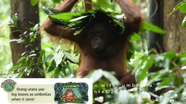 Oxford Read And Discover Level 3 - Life In Rainforests (Audiobook)