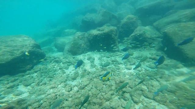 Snorkeling Palm Beach Florida смотреть онлайн