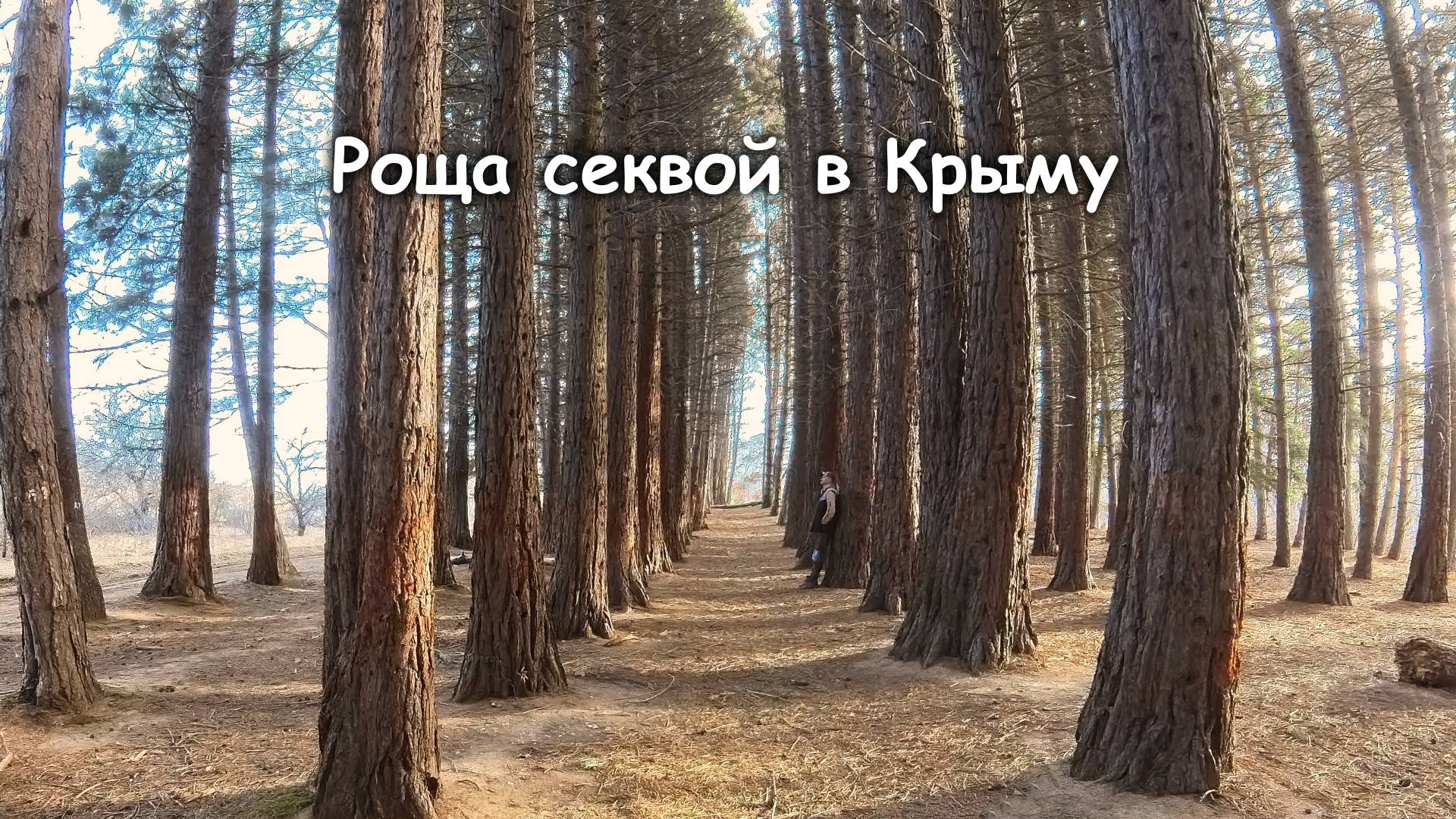 Роща американских секвой в Крыму.