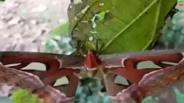 Hercules moth смотреть онлайн
