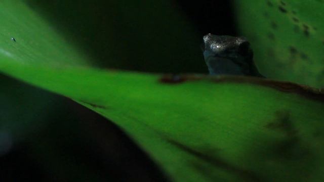 Oophaga pumilio 'cauchero' froglet смотреть онлайн