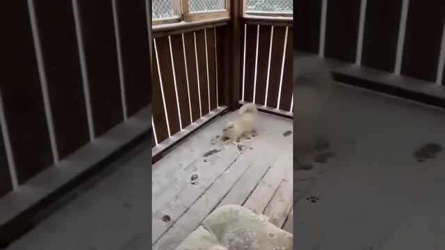 Cute cats 😻 смотреть онлайн