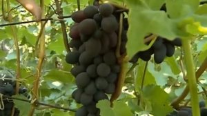 Веерная формировка винограда