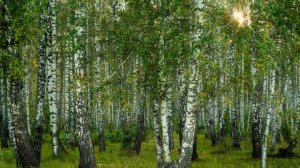 Песня "Лягу прилягу". Кавер