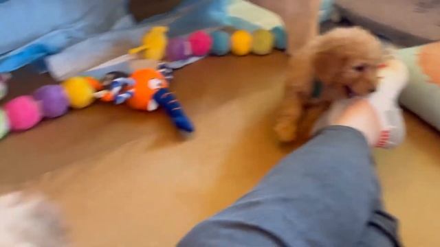 Cute Mini Goldendoodles Final Video || Emerald and Paddington смотреть онлайн
