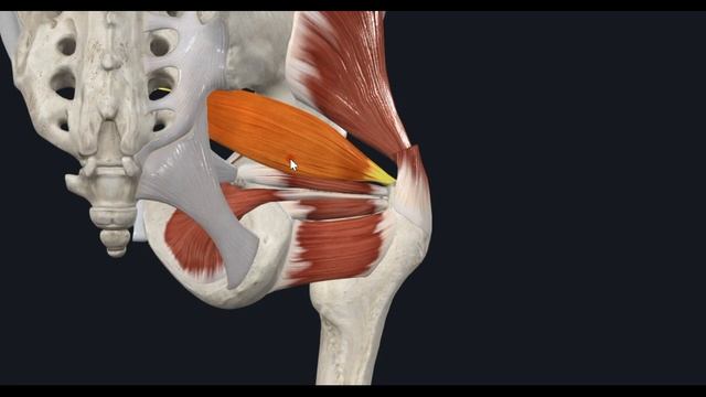 Глубокие мыщцы ягодичной области 3D Анатомия