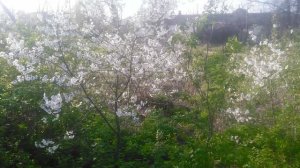 VID_20250406_170106.mp4