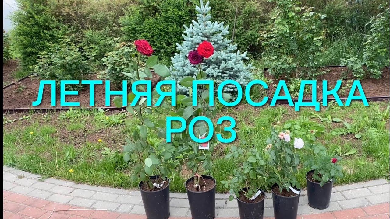 Розы. Летняя посадка роз в грунт. Слепые побеги - что делать? Создаем композиции в горшках. смотреть онлайн