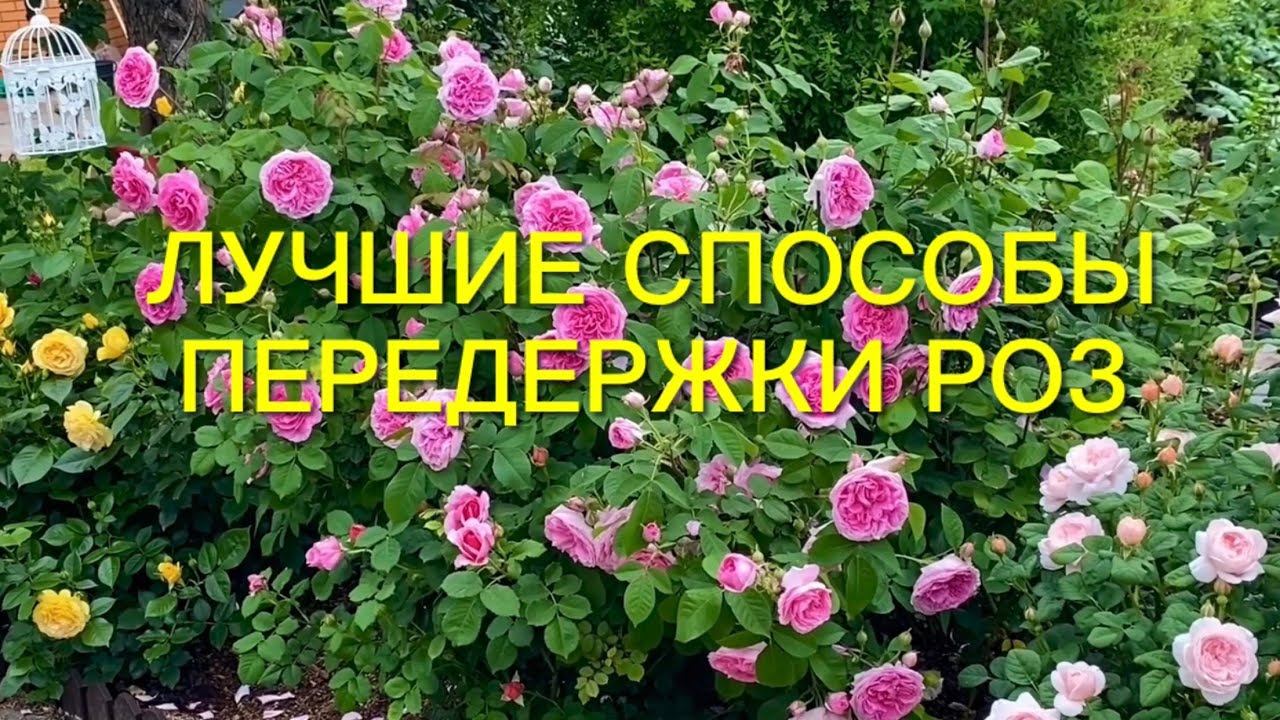 Как сохранить саженцы роз до посадки? Лучшие способы передержки роз. смотреть онлайн