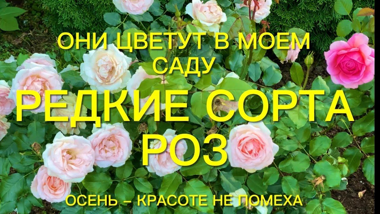 Розы. Редкие сорта роз и их соседи цветущие в моем саду. Осень красоте не помеха. смотреть онлайн