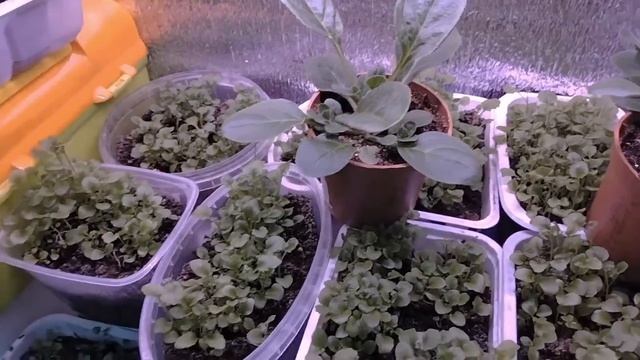 Обзор рассады на 15февраля. Лобелия,глоксиния, петуния, адениум ,агератум и трахелиум👋 смотреть онлайн