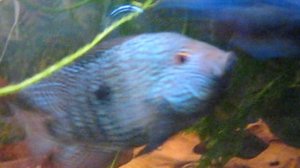 Нерест попугай и бриллиантовая цихлазома.Аквариумные  рыбки