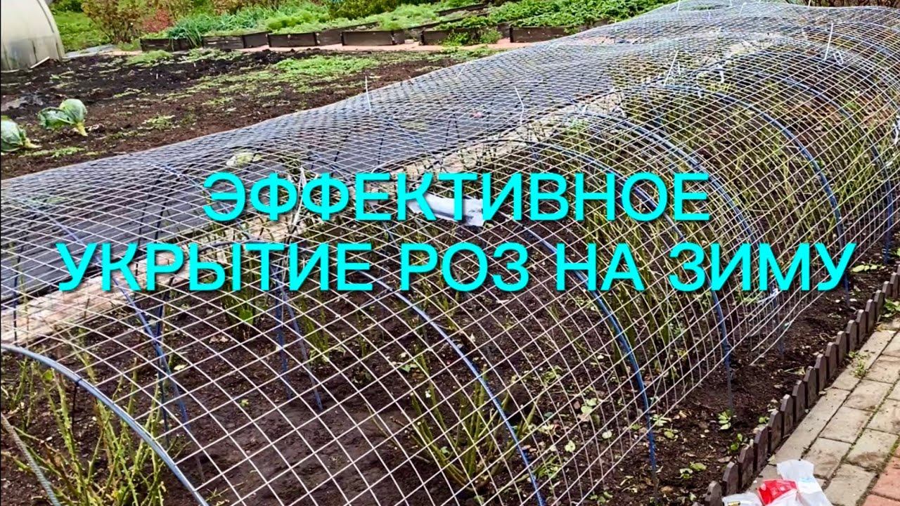 Как не потерять розы зимой? Мой проверенный способ укрытия роз. Сажаем, укрываем …… смотреть онлайн